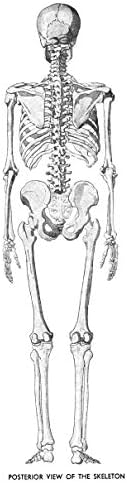 An Atlas of Anatomy for Artists: 189 Plates: Enlarged Revised Edition with 85 New Plates from Leonardo, Rubens, Michelangelo, Muybridge, Vesalius, et al. - Image 3