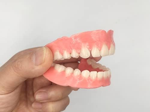 Healthyare fake teeth set with gypsum model accessories