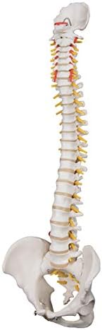 3B Scientific A59/1 Highly Flexible Human Spine Model 29.1 Height - Image 4