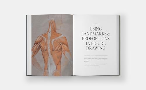 Dynamic Human Anatomy: An Artist's Guide to Structure, Gesture, and the Figure in Motion - Image 4