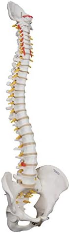 3B Scientific A59/1 Highly Flexible Human Spine Model 29.1 Height - Image 3