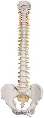 3B Scientific A59/1 Highly Flexible Human Spine Model 29.1 Height - Image 2