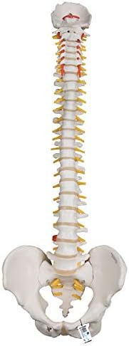 3B Scientific A59/1 Highly Flexible Human Spine Model 29.1 Height - Image 2
