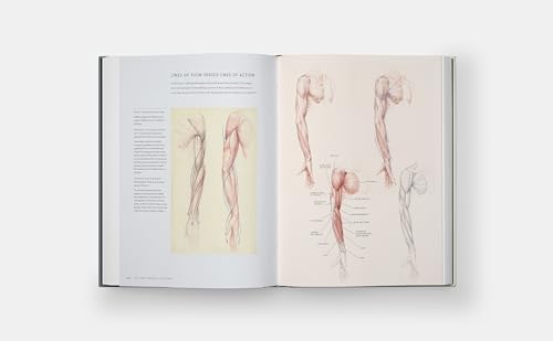 Dynamic Human Anatomy: An Artist's Guide to Structure, Gesture, and the Figure in Motion - Image 6