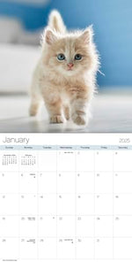 2025 Cuddly Kittens Mini Wall Calendar - Image 3