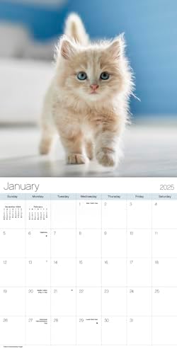 2025 Cuddly Kittens Mini Wall Calendar - Image 3