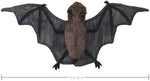 Authentic Folkmanis imported plush toy packaging and product tag view.