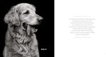 Finding Home: Shelter Dogs and Their Stories - Image 4