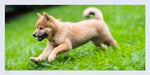 The Dogist Puppies - Image 8