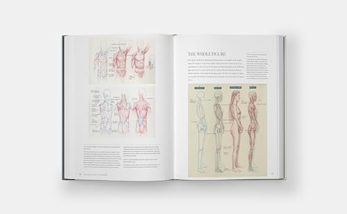 Dynamic Human Anatomy: An Artist's Guide to Structure, Gesture, and the Figure in Motion - Image 5