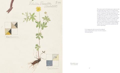Hilma af Klint: What Stands Behind the Flowers - Image 8