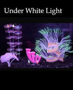 ZtohPyo glowing horn coral and sucker coral swaying gently with underwater current