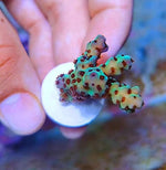 Aquarium Choice ceramic plugs package for stony and soft coral fragging