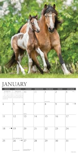 Paint Horses 2026 Wall Calendar - Image 4