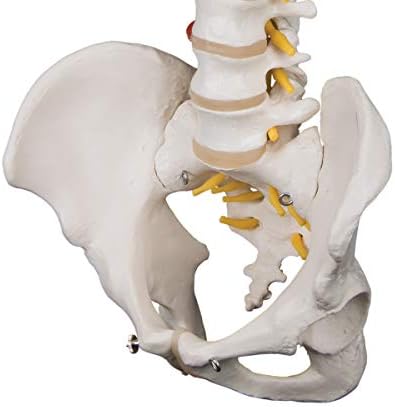 3B Scientific A59/1 Highly Flexible Human Spine Model 29.1 Height - Image 6