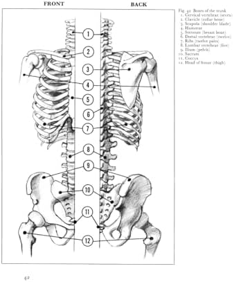 Anatomy and Perspective: The Fundamentals of Figure Drawing - Image 7