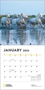 National Geographic: Horses 2024 Wall Calendar - Image 4