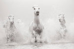Untamed Spirits: Horses From Around the World - Image 6