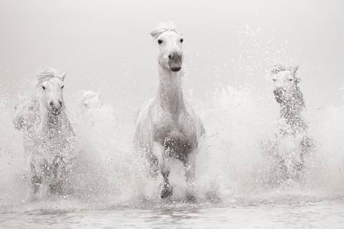 Untamed Spirits: Horses From Around the World - Image 6