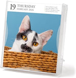 Cat Page-A-DayÂ® Gallery Calendar 2026: A Delightful Gallery of Cats for Your Desktop - Image 4