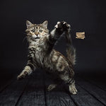 Cat Dancer 101 Original Interactive Cat Toy - Image 3