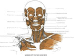 An Atlas of Anatomy for Artists: 189 Plates: Enlarged Revised Edition with 85 New Plates from Leonardo, Rubens, Michelangelo, Muybridge, Vesalius, et al. - Image 4