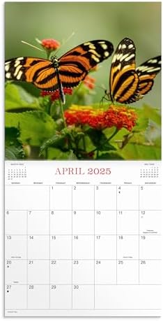 Butterflies 2025 Wall Calendar - Image 4
