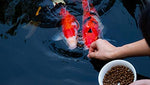 Family Farm and Feed complete nutrition fish pellets for clear water hygiene