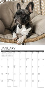 French Bulldogs 2026 Wall Calendar - Image 4