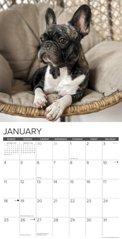 French Bulldogs 2026 Wall Calendar - Image 4