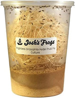Josh's Frogs flightless black drosophila hydei fruit fly culture container front view