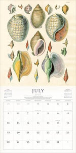 World of John Derian Wall Calendar 2026 - Image 5