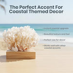 Premium four to five inch natural sea coral ornament placed inside a reef aquarium