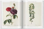 RedoutÃ©. Roses (Multilingual Edition) - Image 6