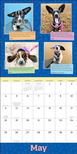 WeRateDogs 2025 Wall Calendar - Image 5