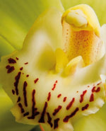 Orchids (Floramour) - Image 3