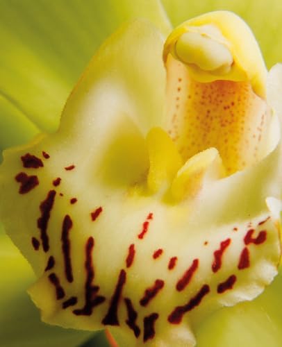 Orchids (Floramour) - Image 3