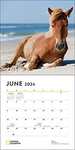 National Geographic: Horses 2024 Wall Calendar - Image 5