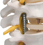 3B Scientific A59/1 Highly Flexible Human Spine Model 29.1 Height - Image 5