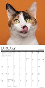 What Cats Teach Us 2026 Wall Calendar - Image 4