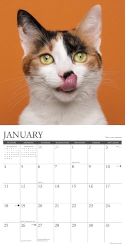 What Cats Teach Us 2026 Wall Calendar - Image 4