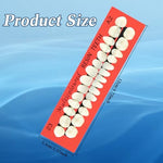 Close up of BBTO acrylic resin dental model teeth in A2 shade