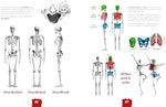 Draw Like a Mangaka: Anatomy: A Comprehensive Anatomical Reference - Master Anatomy, Figure Drawing and Poses - Image 8