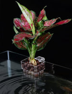 Roetelo imported clear aquarium plant holder twin pack used for breeding tank decoration