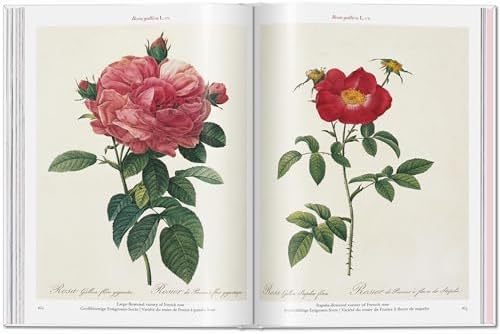 RedoutÃ©. Roses (Multilingual Edition) - Image 8