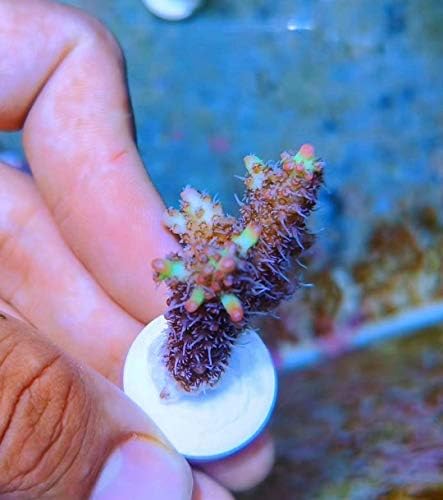 High temperature fired ceramic coral bases for saltwater reef tanks