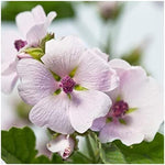 Weleda Mallow Body Lotion back view ingredients and instructions