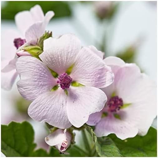 Weleda Mallow Body Lotion back view ingredients and instructions