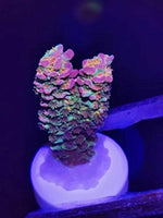 Aquarium Choice Ceramic Coral Frag Plugs bulk pack packaging layout for reef aquariums.