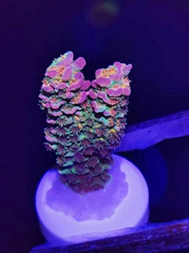 Aquarium Choice Ceramic Coral Frag Plugs bulk pack packaging layout for reef aquariums.